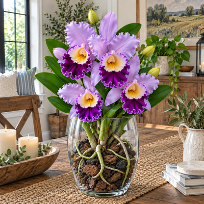 💎 Rare Ruffled Cattleya Orchid Rooted Pseudobulbs – Giant Exotic Bloom