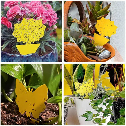 50 Pack Yellow Sticky Traps, Fungus Gnat Traps for House Indoor Plants
